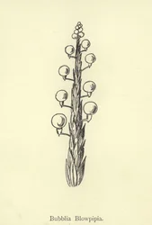 Bubblia Blowpipia